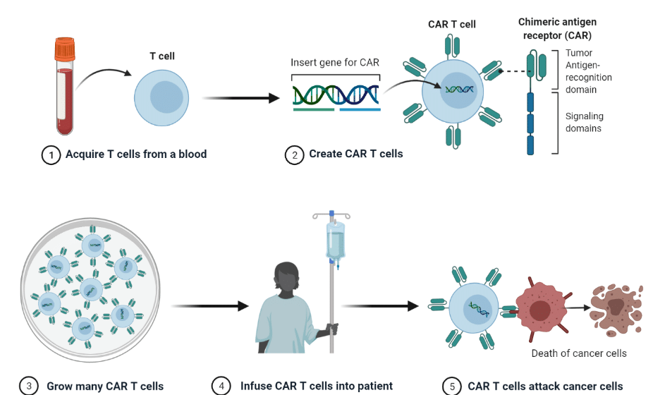 CAR T Cell Therapy