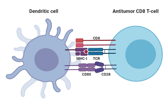 Dendritic Cell Vaccine