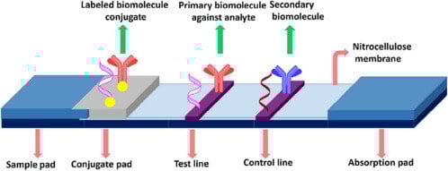 2_pregnancy test