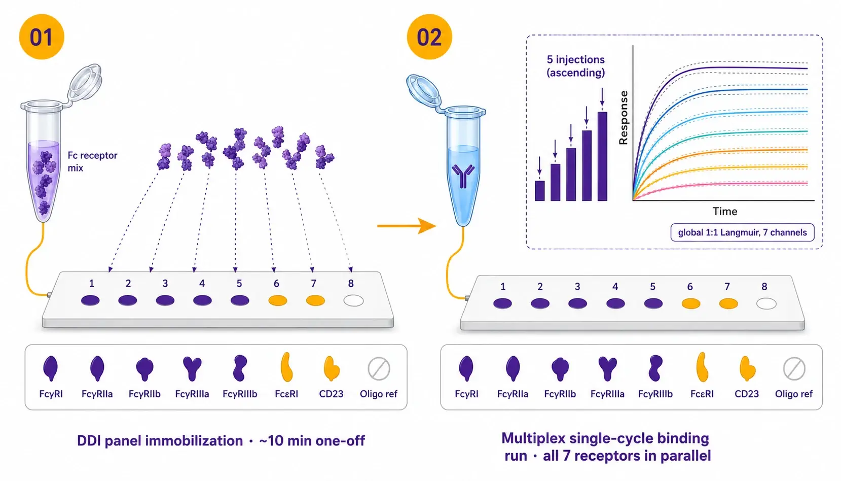 One injection series. Seven receptors. Eight replicates each.