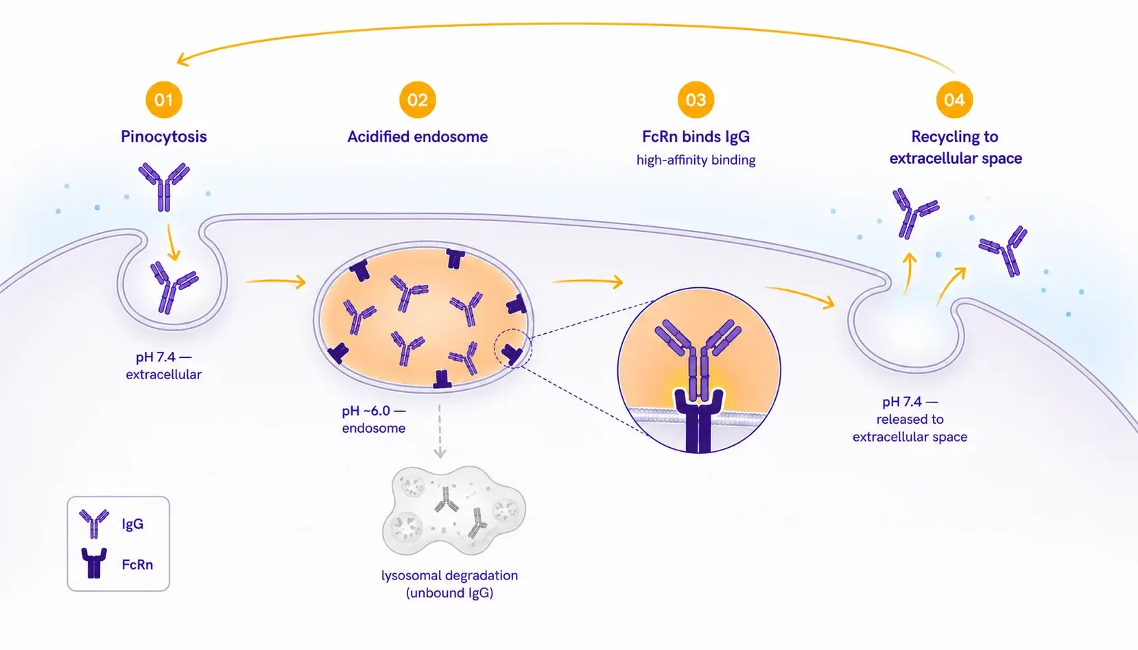 FcRn-mediated IgG recycling cycle