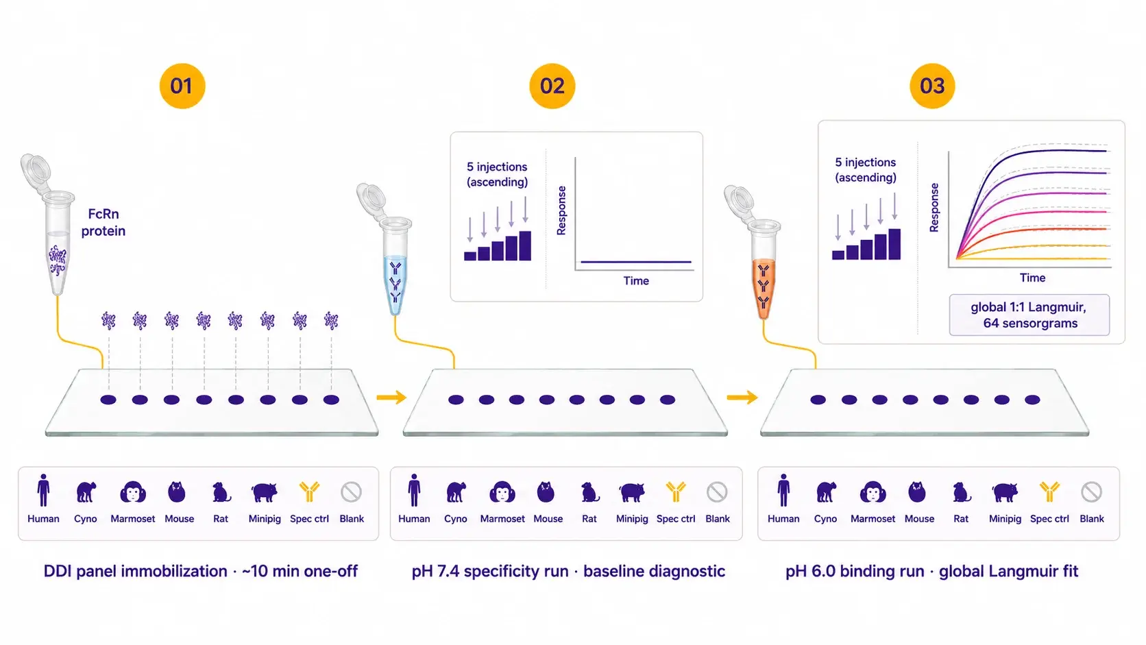 The pH-switch single-cycle kinetics protocol.