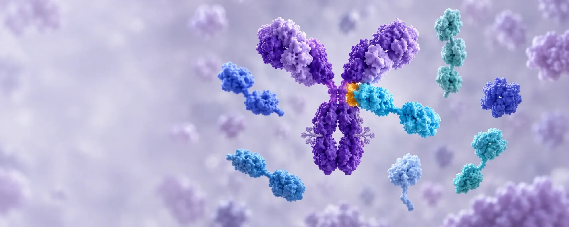 Fc Receptor Panel