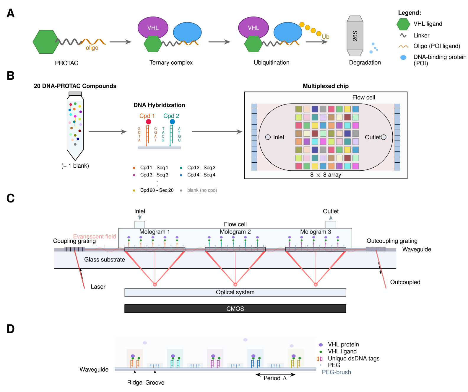 PROTAC mechanism and multiplexed focal Molography workflow for affinity measurements