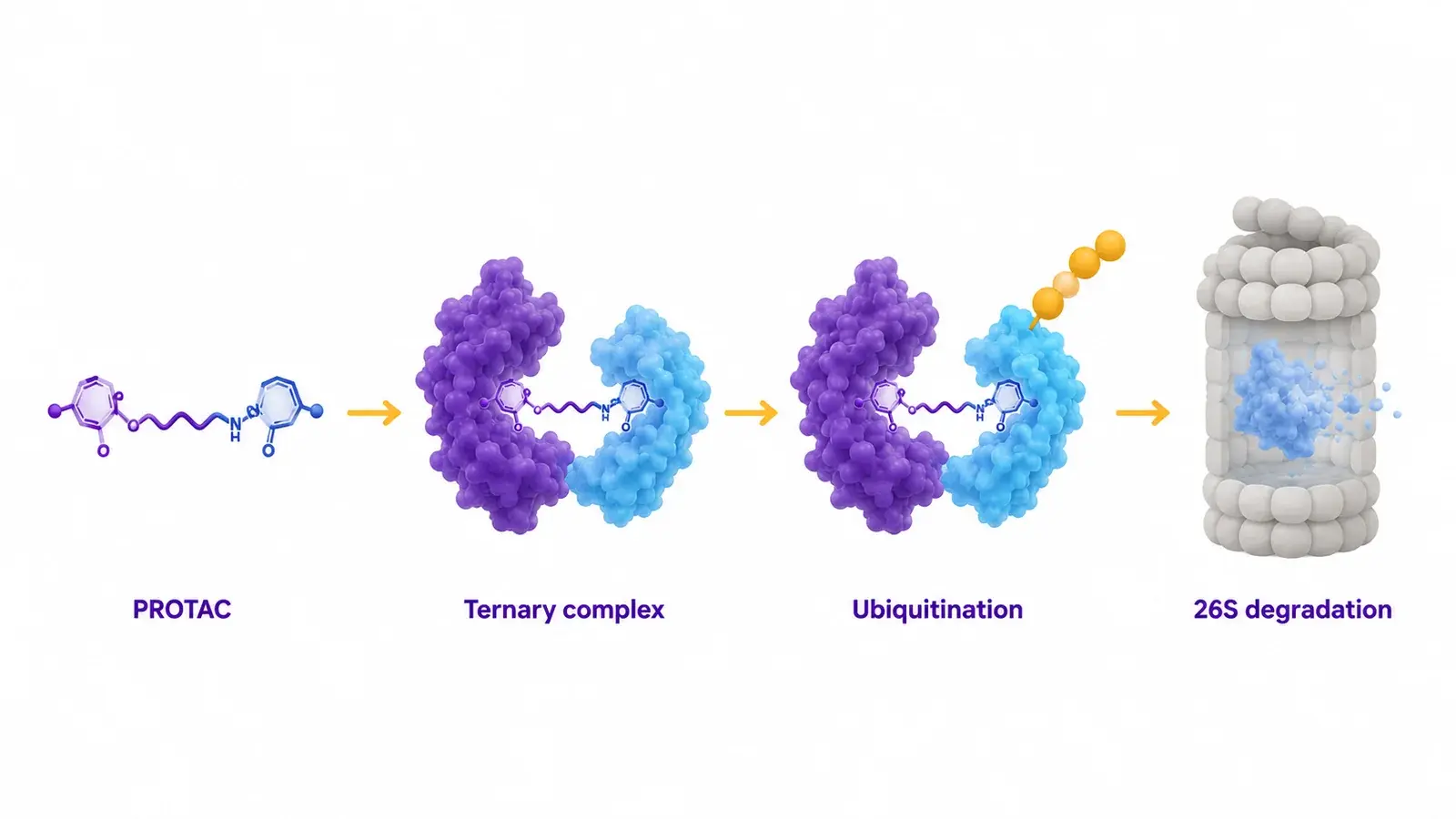 PROTAC ternary complex and ubiquitin-proteasome degradation