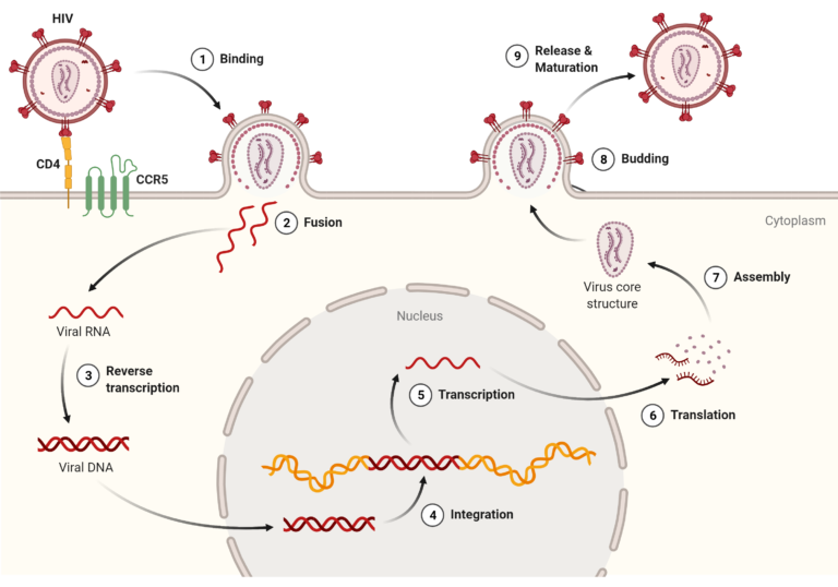 HIV Infection Cycle